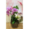 petite orchid garden by Twigs standard