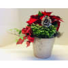 Christmas Decorative Planters - Standard. An arrangement by Nicol Florist.