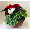 Christmas Decorative Planters - Deluxe. An arrangement by Nicol Florist.