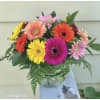 Gerbera Bright premium