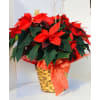 Holiday Poinsettias - Premium. An arrangement by Nicol Florist.