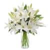 1 Doz white lilies premium