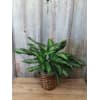 FM - Chinese Evergreen Plant standard