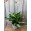 FM - Chinese Evergreen Plant deluxe