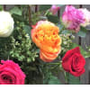 Mixed Color Roses - Premium. An arrangement by Deep Creek Floral.