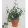 Jasmine Plant (Buy now) while supplies last! standard