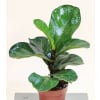 fiddle leaf fig bush with no pot standard