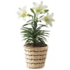 Easter Lily in a Basket deluxe