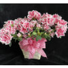 Azalea in basket standard