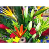 Tropical Flower Arrangement Designers Choice premium