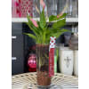 beauty with the pink or red Anthurium Plant standard