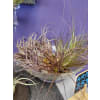 Tillandsia Air Plants deluxe