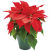 Holiday Poinsettias - Standard. An arrangement by Nicol Florist.