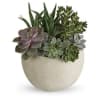 Small Sunshine Succulent Garden - Standard. An arrangement by Tallevast Florist.