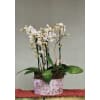 Elegant orchid garden by Twigs standard