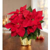 The Red Christmas Poinsettia deluxe