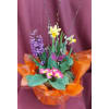 Spring Planter - Standard. An arrangement by Nicol Florist.