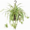 Perfect Spider Plant Hanging Basket deluxe