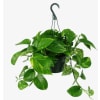 Pothos Hanging Basket standard