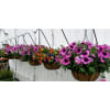 Designer Choice Spring Hanging Basket-B deluxe