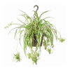 Perfect Spider Plant Hanging Basket-P premium