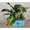 TEEL BLUE WOODEN DISHGARDEN - Standard. An arrangement by Last Minute Gifts and Flowers.