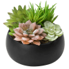 Sleek Succulents premium