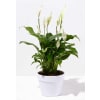 Peace Lily Serenity premium