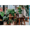 designer choice houseplant premium