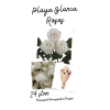 12, 18 or 24 Playa Blanca Roses Wrapped premium