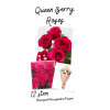 Queen Berry (Hot Pink) Roses Wrapped standard
