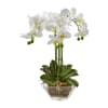 Waterfall Orchids deluxe