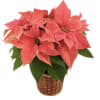 Pointsettia Plants premium