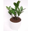 Trendy Zamioculcas standard