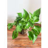 Pothos Philodendron standard