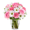 Valentine Daisies & Pinks premium