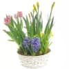 Belaks  Blooming Plant Basket premium