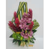 Cymbidium Tropical Grace premium