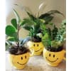 DESIGNER CHOICE PETITE PLANT IN HAPPY FACE POT standard