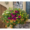 Country Hanging  Basket standard