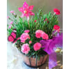 DESIGNER CHOICE CARNATION PLANTER deluxe