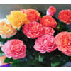 DESIGNER CHOICE MINI ROSE PLANT standard