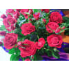 DESIGNER CHOICE MINI ROSE PLANT deluxe