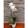 Gorgeous Waterfall Orchid Plant - Deluxe. An arrangement by Avenue Florist.