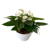 Medium Eileen Tropical Planter - Premium. An arrangement by Flowers Plus.