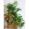 Triple Delight Plant basket standard