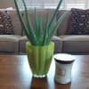 Healing Aloe Vera Plant deluxe