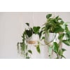 Living Vines Houseplant premium