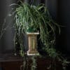 Spectacular Spider Plant standard