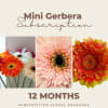 Subscription Florals - Dozen Wrapped Mini Gerberas Package premium